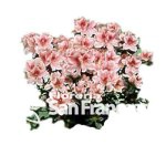 Azalea