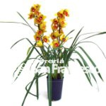 Orchidea Cymbidium