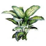 Dieffenbachia