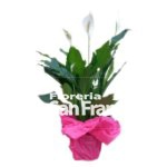 Spathiphyllum
