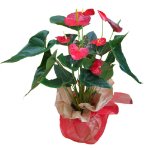 Anthurium