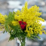 Bouquet di Mimosa con Rose